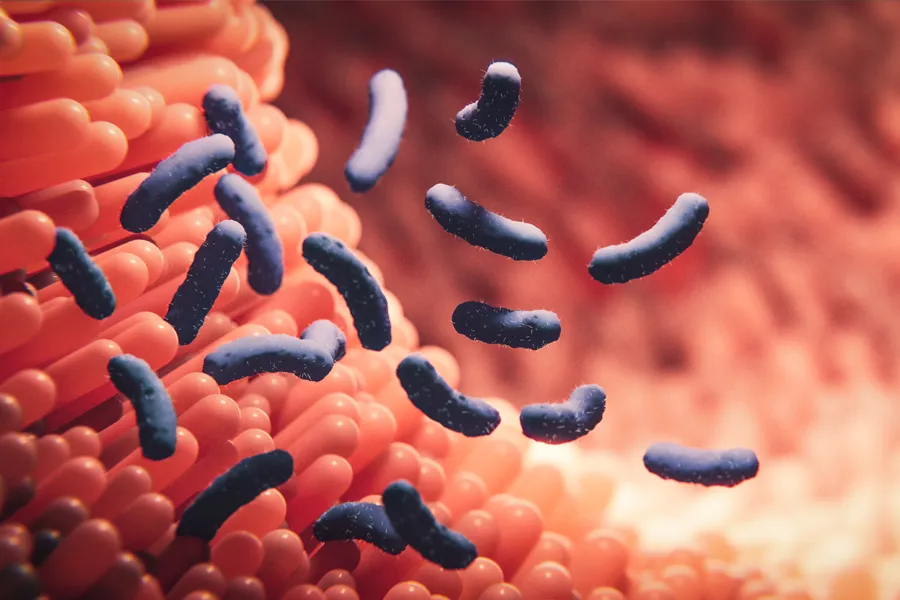 Dysbiosis-Clinic 3D illustration of bacteria in the gut. Schedule dysbiosis treatment from Nonkulie Dladla, M.D. in Manhattan.