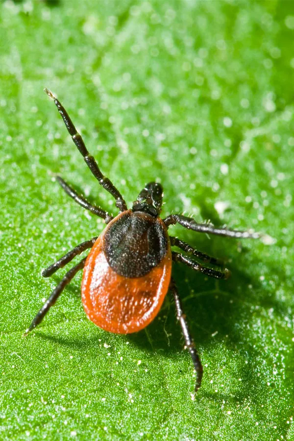 Lyme-Disease-Treatment. Close up of a tick on a leaf. Get treatment for Lyme Disease from Nonkulie Dladla, M.D. in Manhattan.