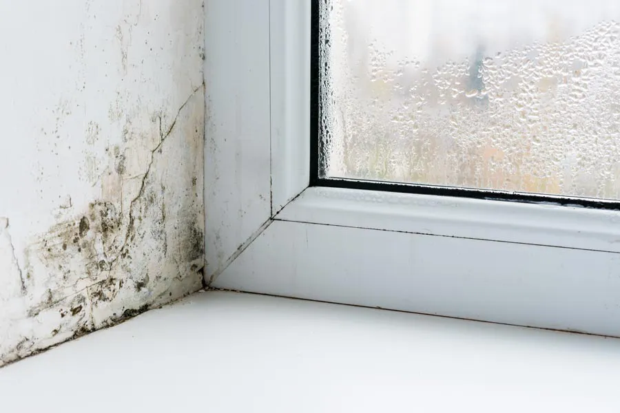 Mold-and-Mycotoxin-Clinic Mold buildup in the corner of a window sill. Get treatment for mold and mycotoxin illness from Nonkulie Dladla, M.D. in Manhattan.