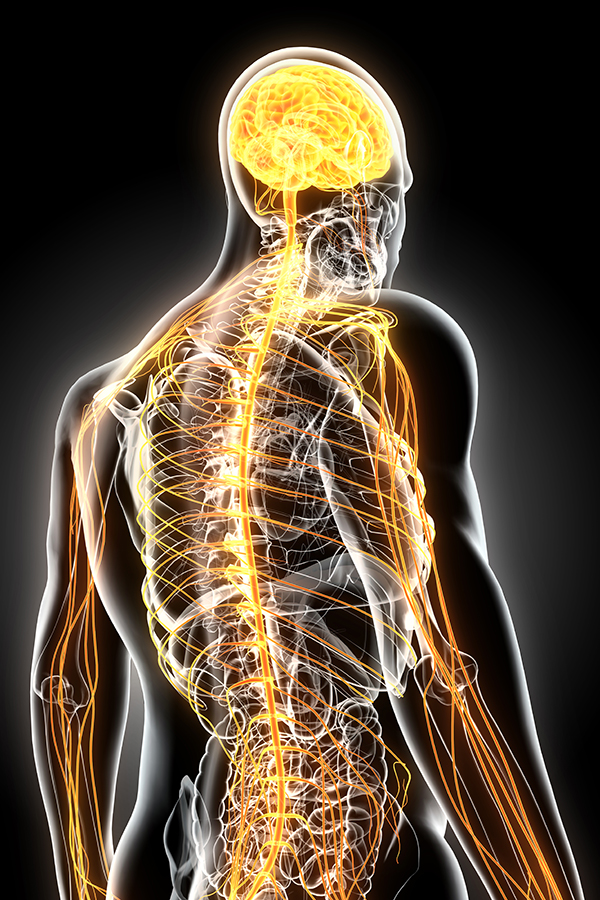3D illustration male nervous system. 3D illustration male nervous system, medical concept.. Get nervous system rewiring treatment from Nonkulie Dladla, M.D. in Manhattan.