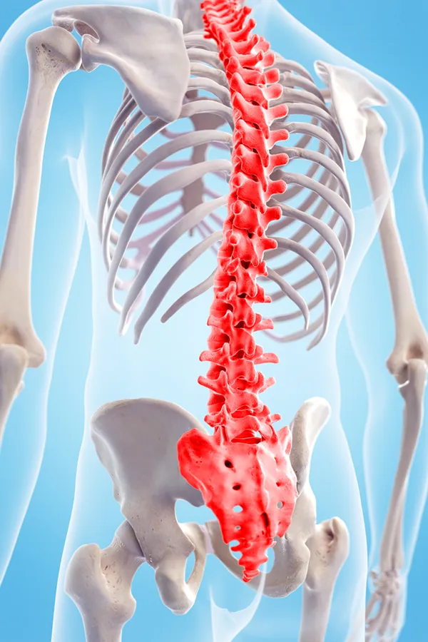 Spinal-Arthritis-and-Stenosis-Treatment 3D illustration of a human skeleton with the spine highlighted. Get treatment for spinal arthritis and stenosis from Nonkulie Dladla, M.D. in Manhattan.